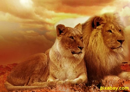 Animal bedtime stories | {Lion and cow} | |