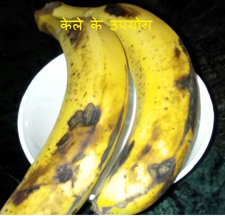Banana tree information in hindi