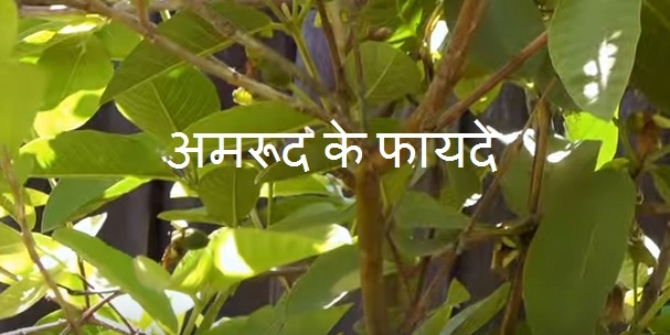 Guava in hindi