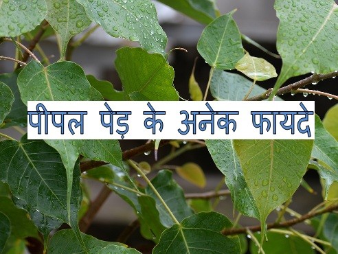 Peepal tree in hindi information