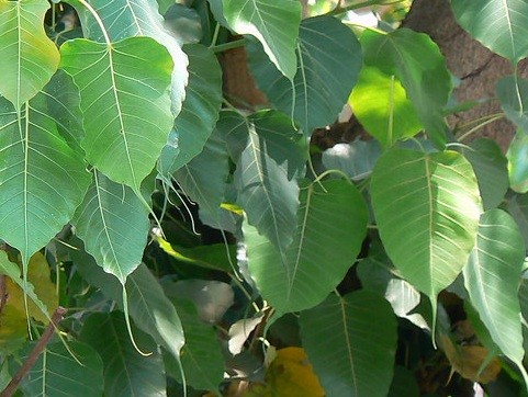 peepal tree benefits in hindi